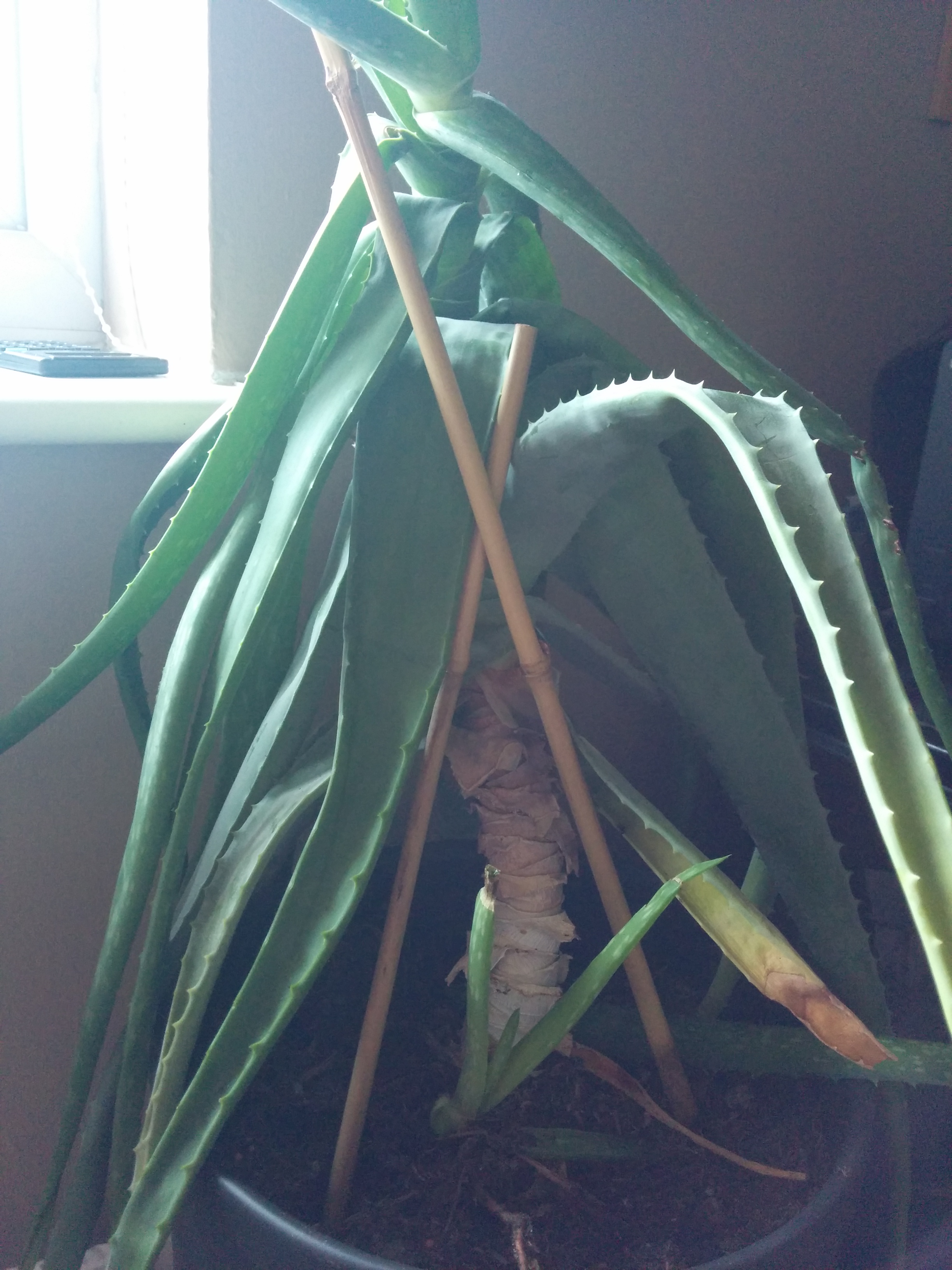 Desperate Lady Aloe Vera With Sad Droopy Leaves Gardening Forum