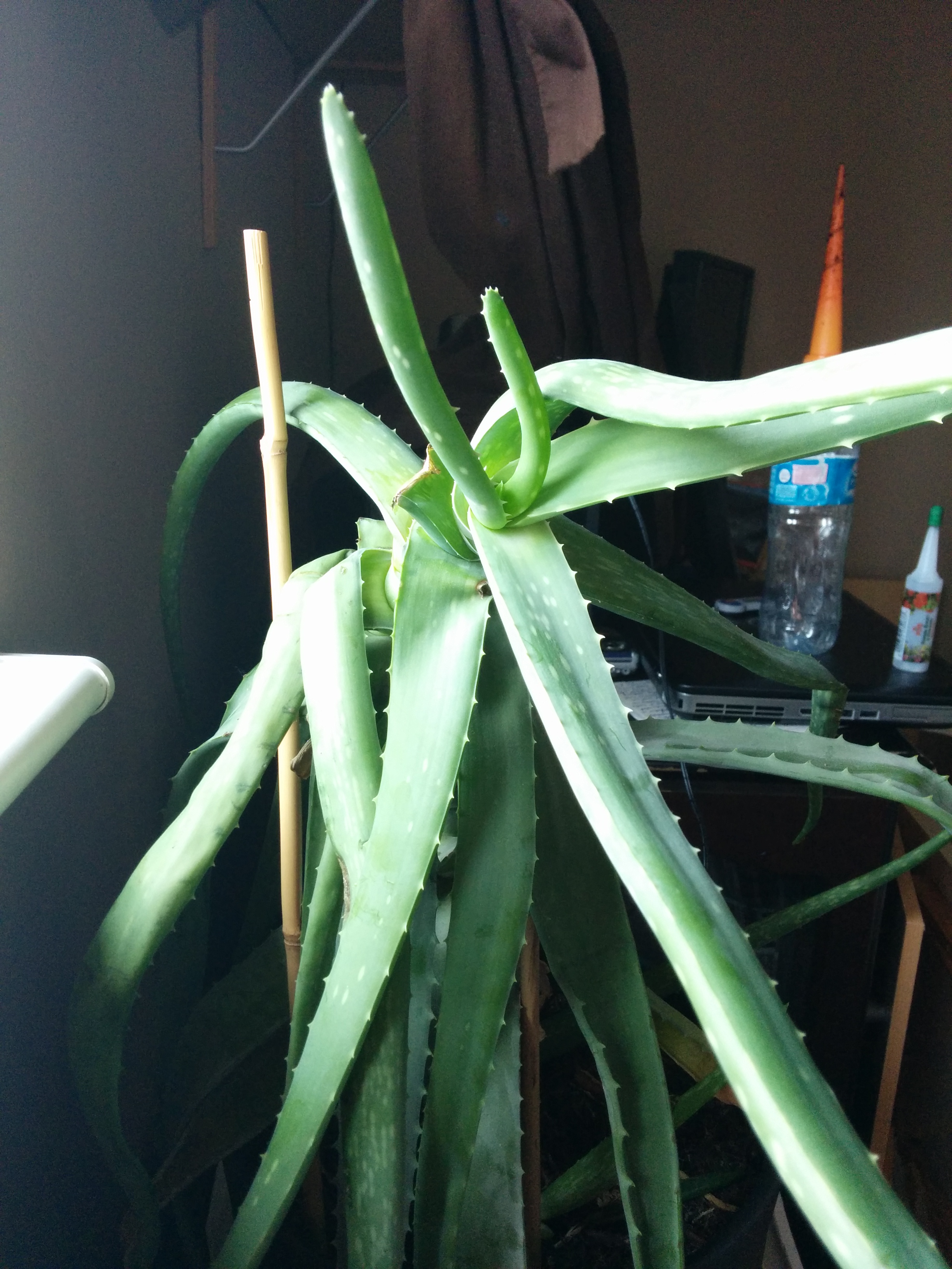 Desperate Lady Aloe Vera With Sad Droopy Leaves Gardening Forum