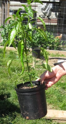 Paprika Pepper