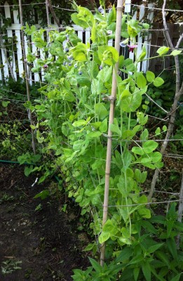 These were sown late as pre-germinated seeds in April. Snowpeas are just starting to bloom