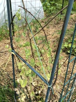 These were sown dry in late March. About a dozen pods harvested, not seeing any new blossoms, and vines/foliage are fading and starting to dry up