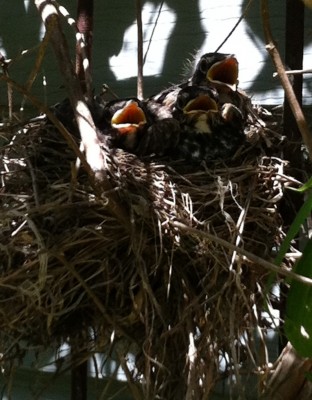 Baby Robins' eyes are open now... And their beaks open wider!