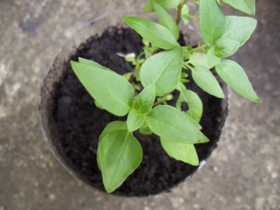 A second picture of my mint plant