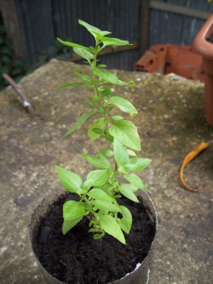 A picture of my mint plant