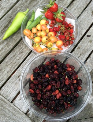 Mulberries, cherries, strawberries, shelling peas... And etke(ze)zi paprika.