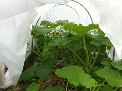 In side view of the squash protection tunnel