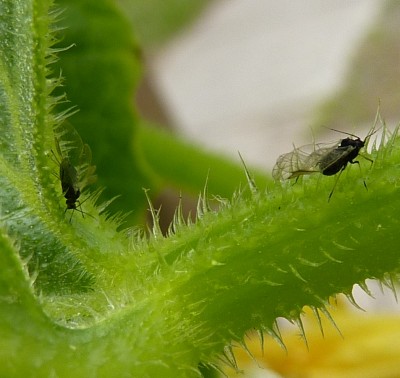 black bugs.jpg