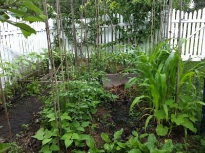 Vegetable Garden Raised Beds