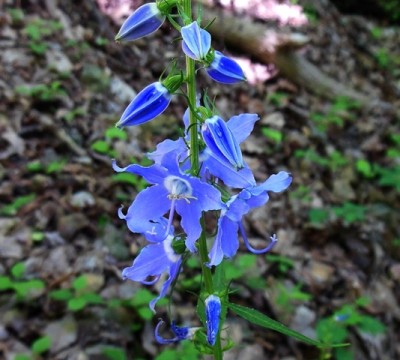 What type of flower is this?