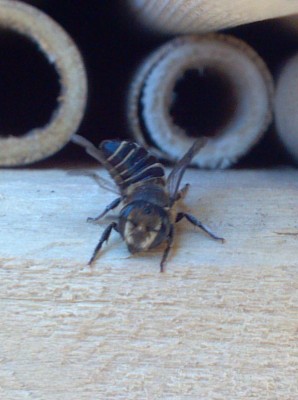 Bees were incubated at a steady 84F for 20 days when the first male? emerged on 6/7.  The first was expected on day 23, but we didn't wait, and put all the cocoons out that day.  This female has just emerged on 6/13, one week after the first.  She appears to be waving from the veranda of the tube house, no doubt, in search of a mate.