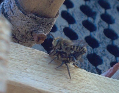 Within five minutes of emergence, she found a friend.  The males buzz the tube house constantly, looking for new arrivals.