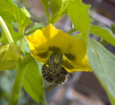 A day earlier, 6/12, we observed one of our bees already hard at work.