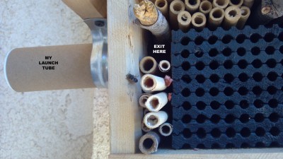 Hubby built a tube house /slash/ emergence box.  The cocoons were supposed to be placed in the &quot;attic&quot; but I was worried they wouldn't be able to get out of the little hole, and he didn't want a big open hole for predators to get in.  We compromised, and he added the breezeway tube.  They have to crawl out on the reeds, right past the nesting tube block.  We got a seasoned (pre-used) block because they're supposed to have a &quot;scent&quot; that tells the bees this is a good homestead.  So far, it's living up to the hype!