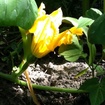 Japanese Pie Squash female flower bloomed, but there was no male open