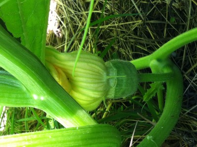 Another boxy looking Uncle David's (buttercup) female blossom