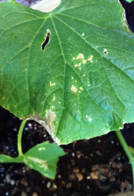 cucumber leaf.JPG