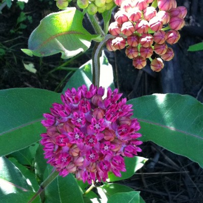 Asclepias purpurascens