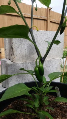 THIS IS 1 OF MY PEPPER STEMS TURNING YELLOW