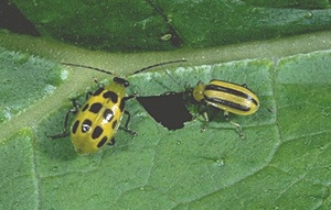 Spotted and striped cucumber beetle