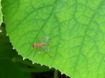 Unidentified fly (?)