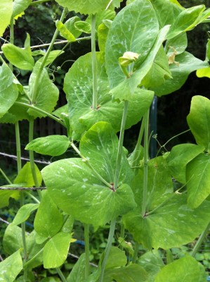 -- if so, this is normal patterning on pea foliage -- not stress.