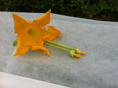 male blossoms with petals and calyx removed