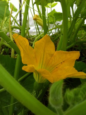 2nd female blossom in the tunnel