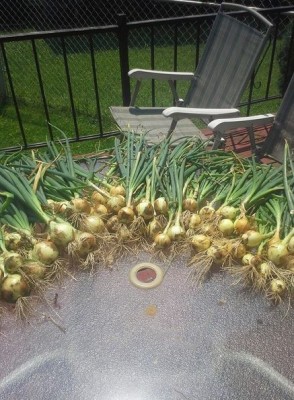 onions2014.JPG