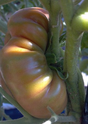 This fruit, resulting from a compound bloom, looks almost normal from this side of the plant.