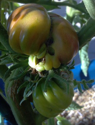 Here you see a rare glimpse of a tomato trying to chew its own branch off.