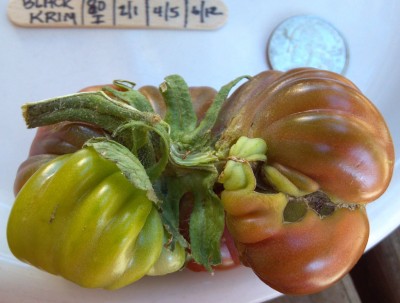 The little darling weighed in at a meager 3.4 ounces.   So much for the biggest tomato contest.  :(