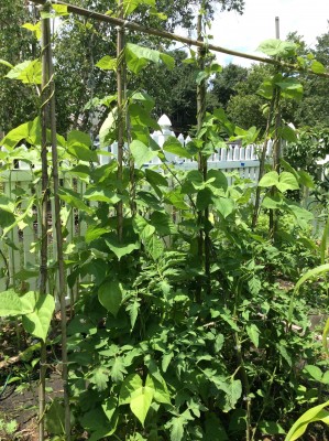 Neves Azorian Red, Terhune, and Grandma Oliver's Chocolate.<br /> Flathead Monster Orange and Tidwell German on the other side.  <br />Pole and runner beans reached the top of the bamboo poles <br />so I added cross beams.