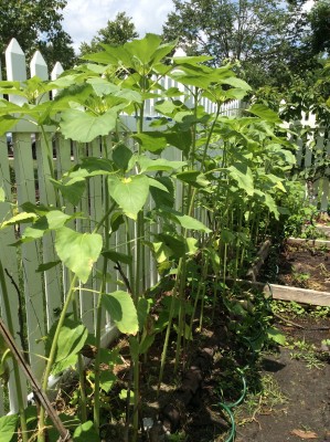 Sunflowers' lower leaves keep getting spotty or yellowing, <br />but I think the beans and cucumbers will fill in to supply the <br />barrier.