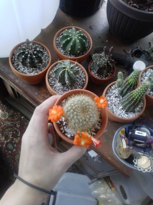 In the background you can see some of the cacti in MY collection that's about to flower