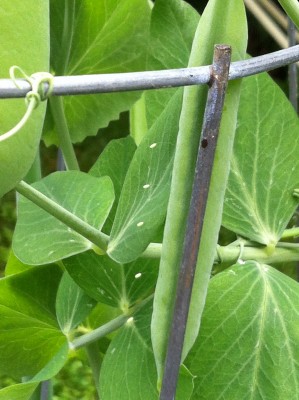 Green Lacewing eggs on a pea pod