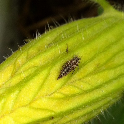 Green Lacewing larva munching on aphids