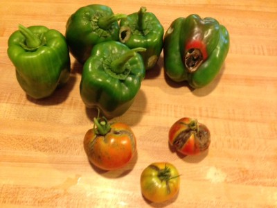 First 2014 Peppers & Tomatoes.JPG