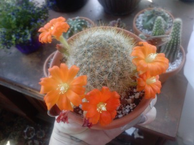 5 open flowers TODAY! !