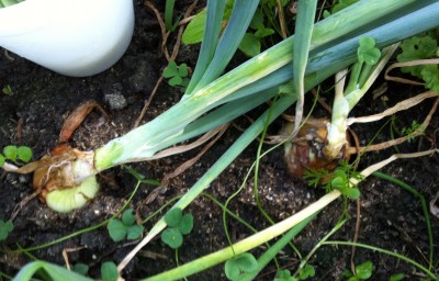 (1) The neck of the plant on the right has fallen over and collapsed, so I'm thinking it's ready to harvest? The one on the left has fallen over.