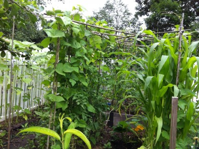 Crisscrossed top with overhead bamboo support for the <br />exuberant beans.  I wonder if they would make too much <br />shade?