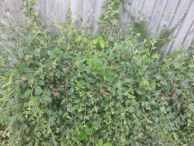 shrub2560.jpg