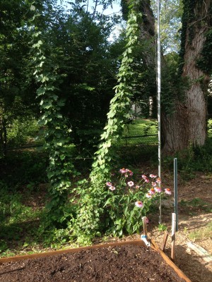 These are my hop vines.  This is their 3rd growing season, and I'm confident I will have enough hops for a few batches of homebrew this year.  Last season I was able to harvest about a gallon's worth, but I'm still learning and harvested them a bit too soon.  Now I know!  At any rate, I'm a little nervous about what next year will bring - these vines have easily increased the number of vines between last year and this year tenfold.  I've been able to keep it under control with reasonable effort this year, but if I'm looking at another tenfold increase by next year, I may have to reconsider growing my own hops....