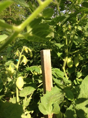 This is my patch of romas for canning later.  I have 18 or so plants somewhat crammed into about half of a 5 x 10 raised bed.  They seem to be a little more forgiving with being close to their neighbors.  Tons of flowers and little tomatoes!