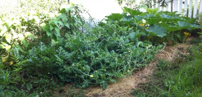 At least 6 developing watermelons  -- 2 Sugar Baby, 2 Charleston <br />Gray, and 2 Yellow Moonbeam (I think?); and 2 Kakai, 3 Red Kuri, <br />1 or 2 Uncle David's Dessert squashes on the outside of the tunnel. <br />(If you zoom in, you can actually see the squashes in this picture....<br />...watermelons are of course hiding.)