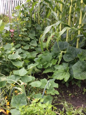 Etkezi Paprika is already surrounded.  If it shows <br />lack of growth or starts to decline, I'm pulling up <br />the cucumber vines back to the melon trellis <br />(where the pink balsam flowers are)  :x