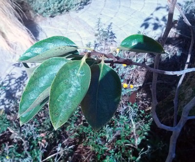 persimmon.jpg