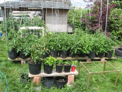 Tomato_and_Pepper_Corner_Small_Photo.jpg