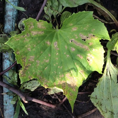 Cucumber leaf with similar markings