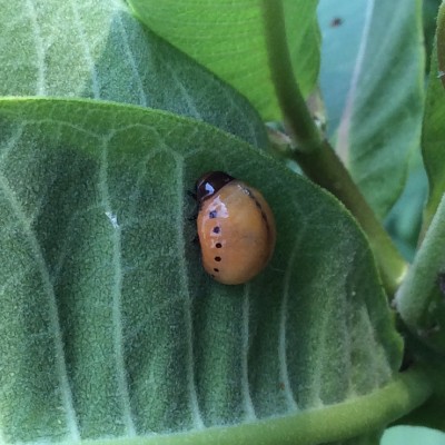 Swamp Milkweed Leaf Beetle larva