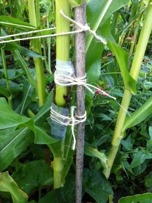 I hope this will hold together if only until the tassles <br />supply pollen. <br />BB's are starting to tassle atop approx. 10ft talk stalks, <br />and silk at around 5-6 ft up the stalks...